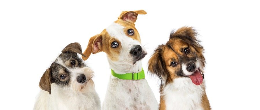 Three dogs content