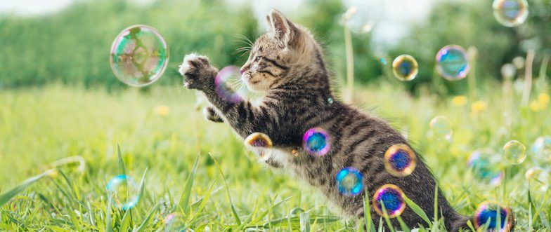 Tic toc pounces home loans content