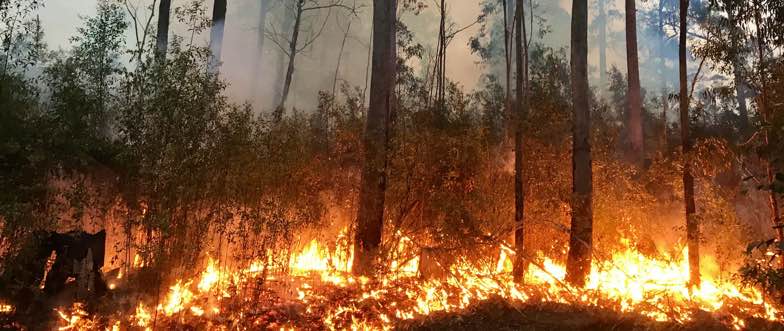 Bushfire crisis content