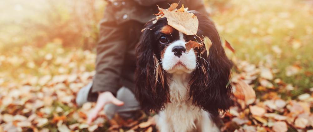 Autumn energy saving dog content