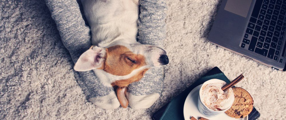 Warm doggo content