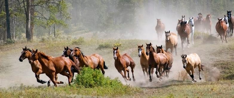 Stampede of horses content
