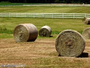 A proposed squeeze on farming could lead to higher food prices content