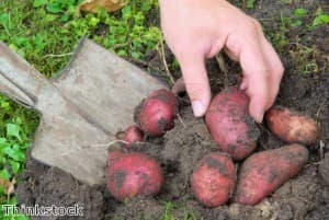 Grow your own produce in order to save money
