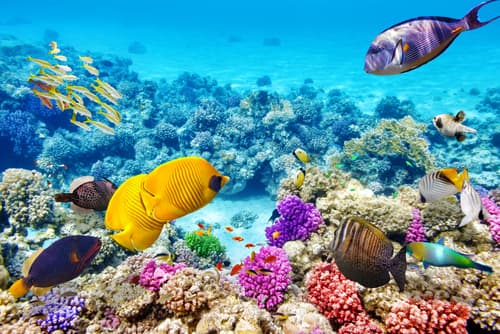 Great barrier reef content