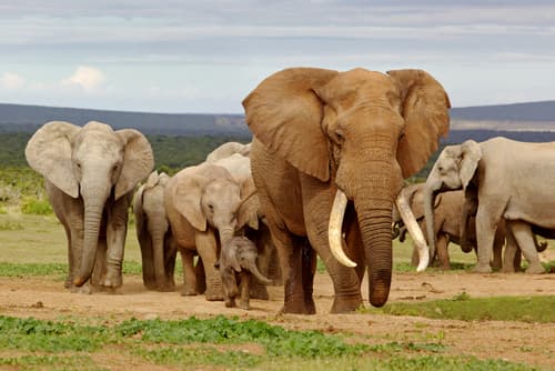 South africa content