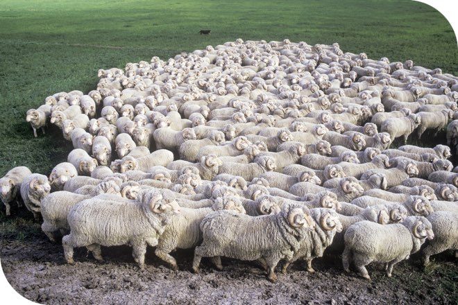 Flockbuster: RAMS provide savings relief with new 3.00% rate