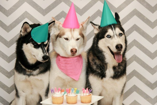 Dogs celebrating ing new low rate personal loan original