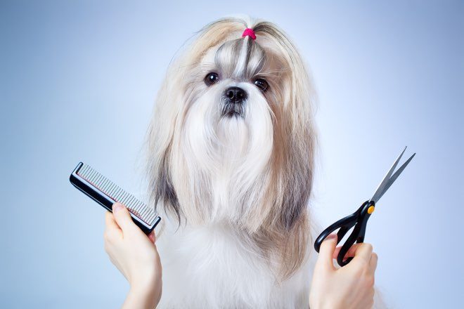 A dog getting a haircut - representative of interest rate cuts.