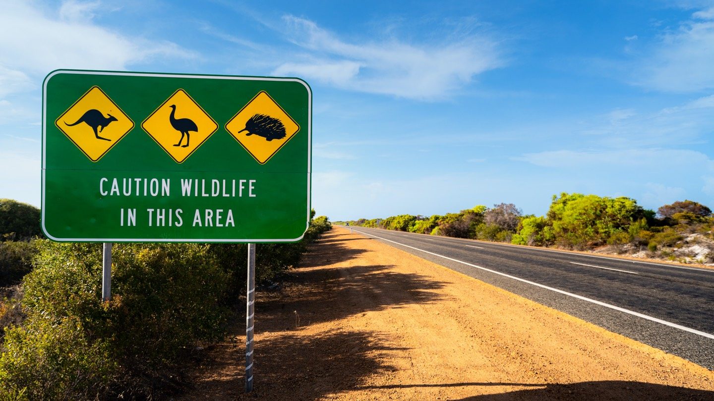 Road sign with warning that says 'caution wildlife in this area', symbolising car insurance rules in different states.