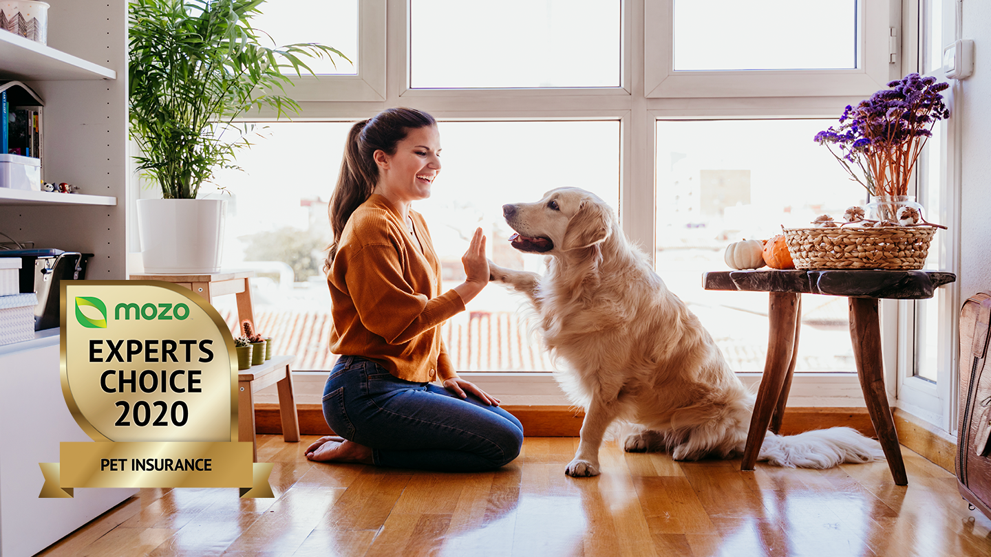 A woman sitting on the floor, high fiving a golden retriever. The image contains a graphic of the Mozo Experts Choice 2020 badge for Pet Insurance.