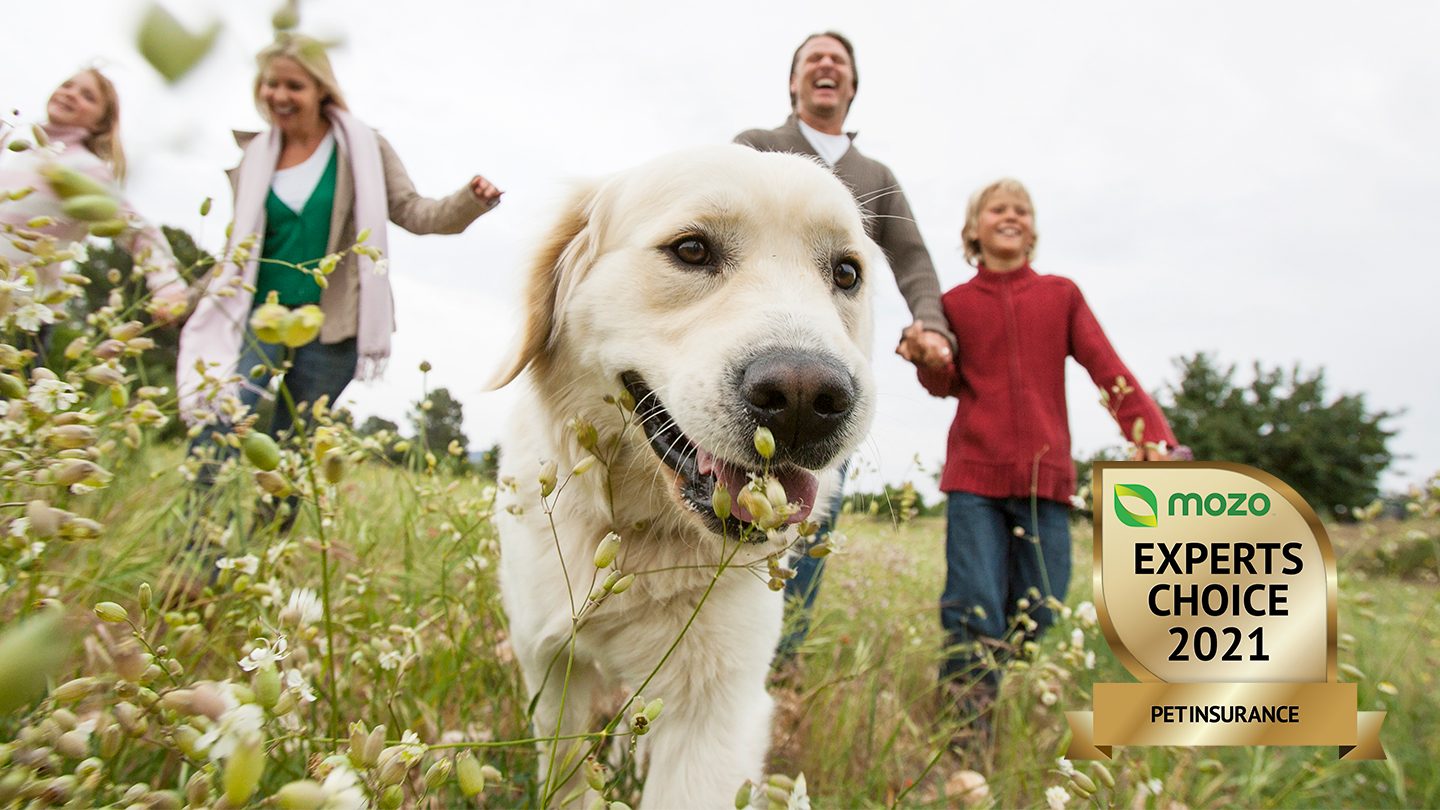 Close-up of family and dog with pet insurance walking through a field of flowers.