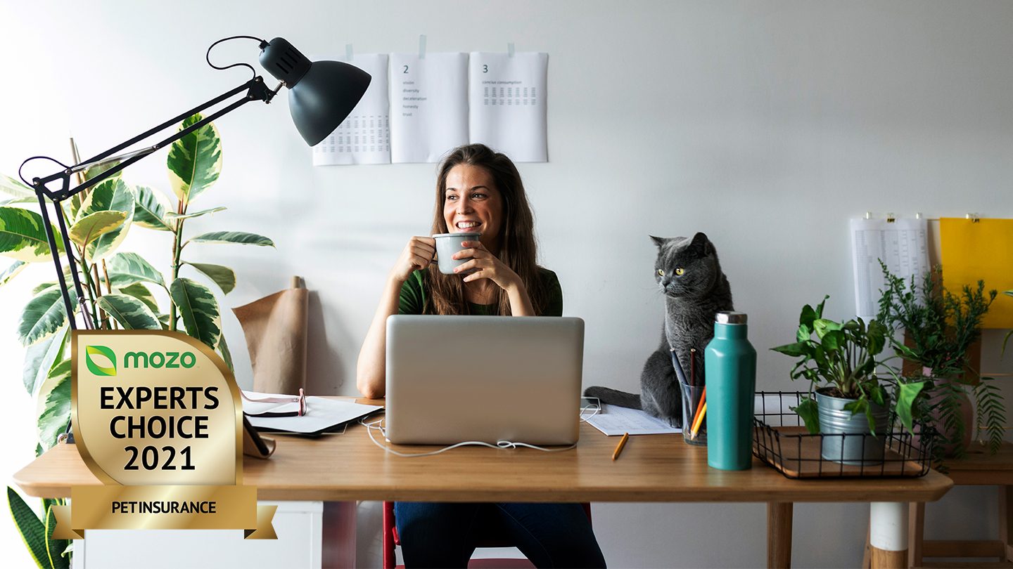 Lady sitting at a work desk with a cat