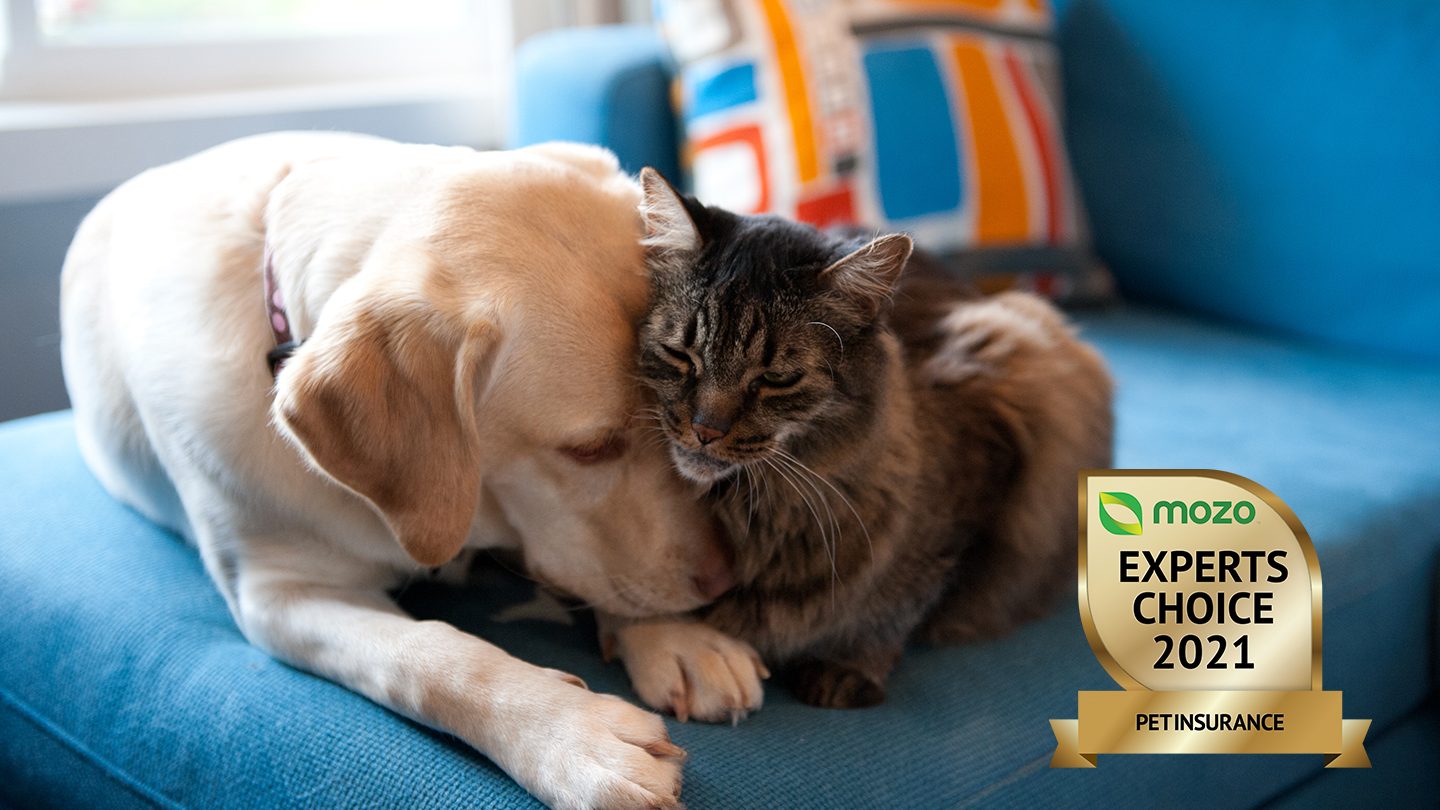Dog and cat snuggling
