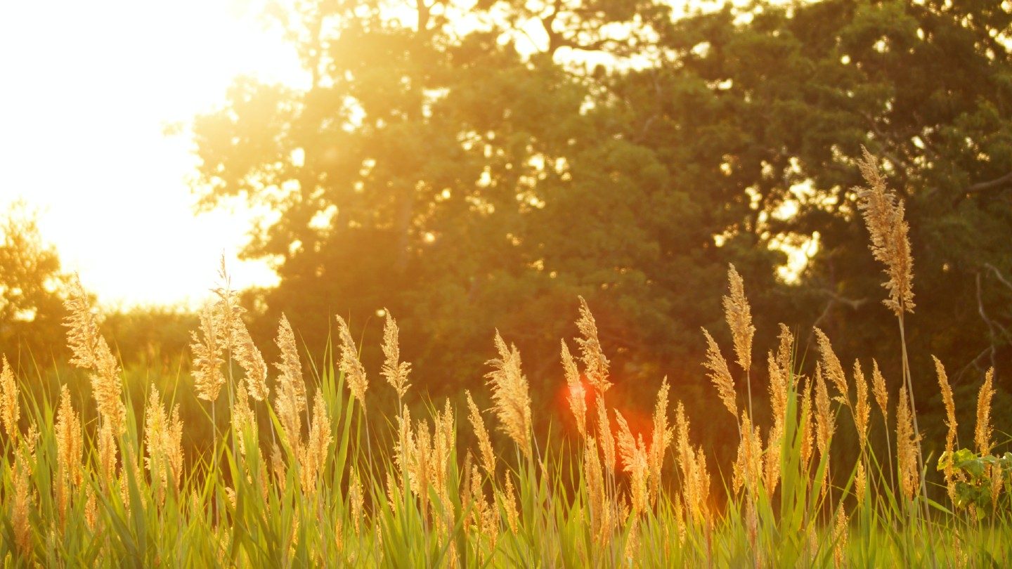 Grass in sunshine