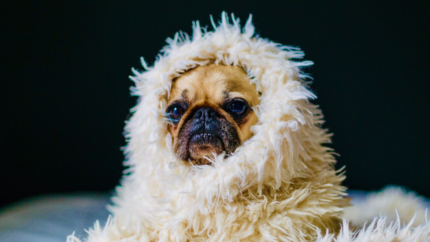 Grumpy pug wrapped in fuzzy blanket.