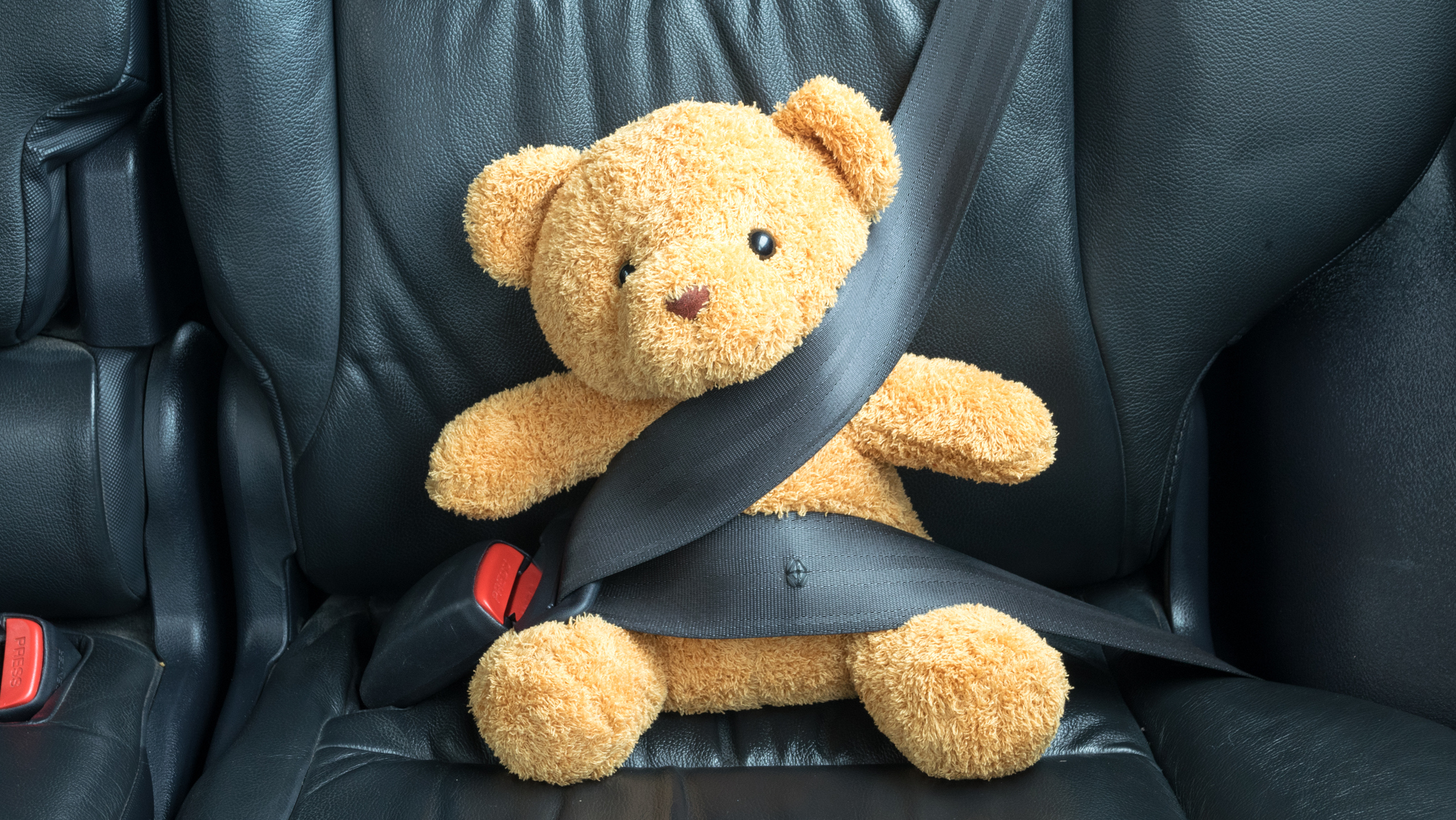 A toy teddy bear strapped-in with a seat belt.