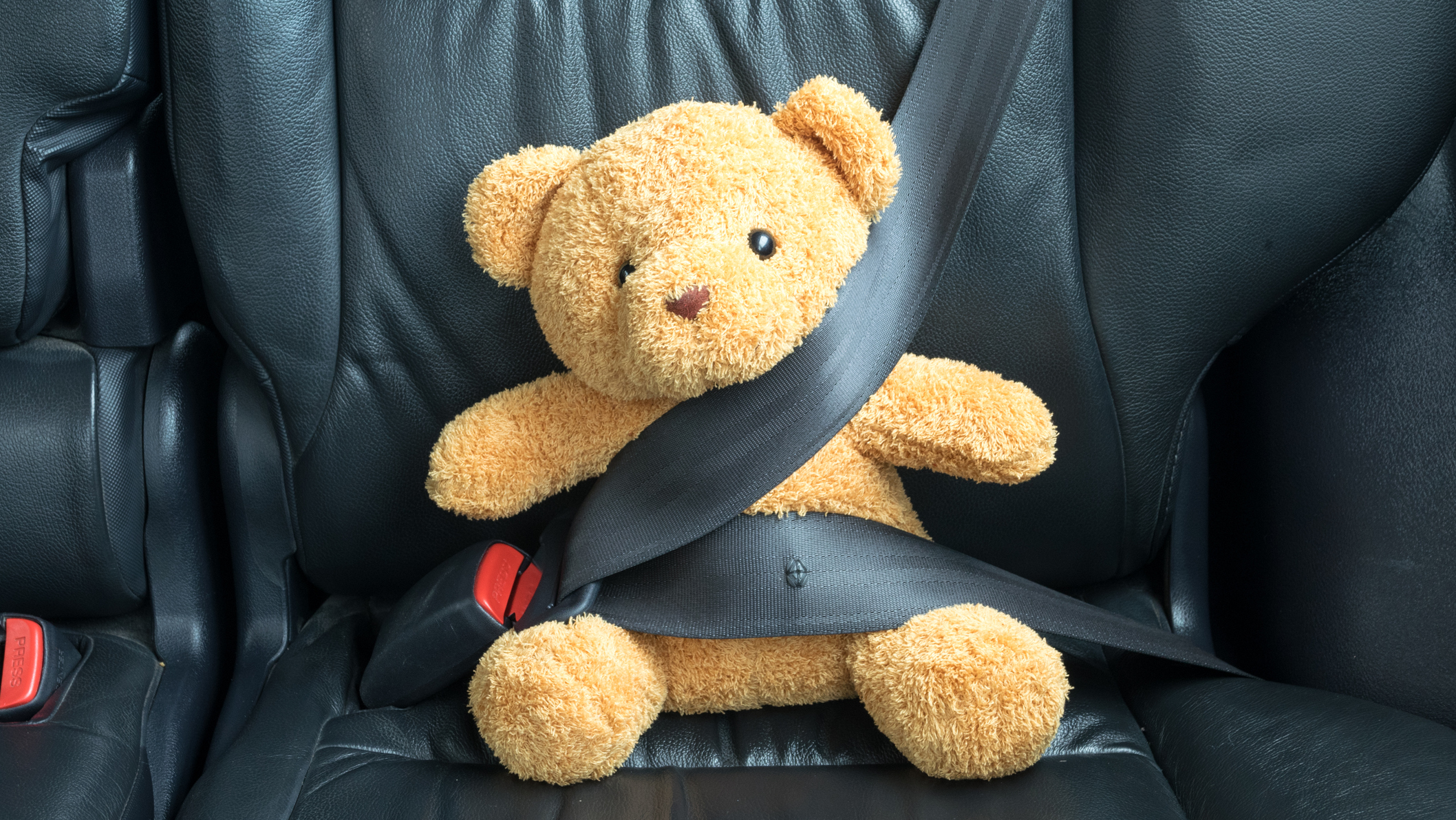 A toy teddy bear strapped-in with a seat belt. 