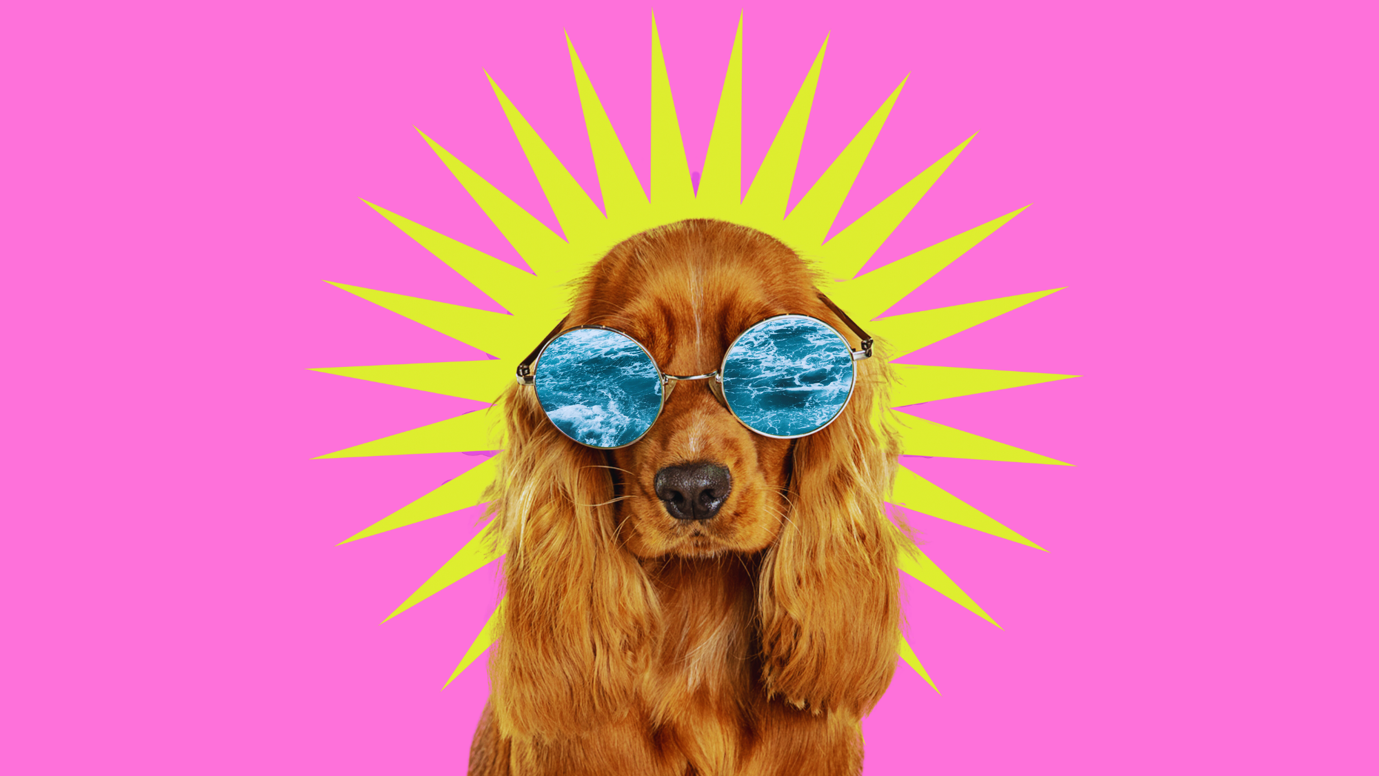 Dog with ocean glasses by a sun keeping cooling and avoiding heat stroke.