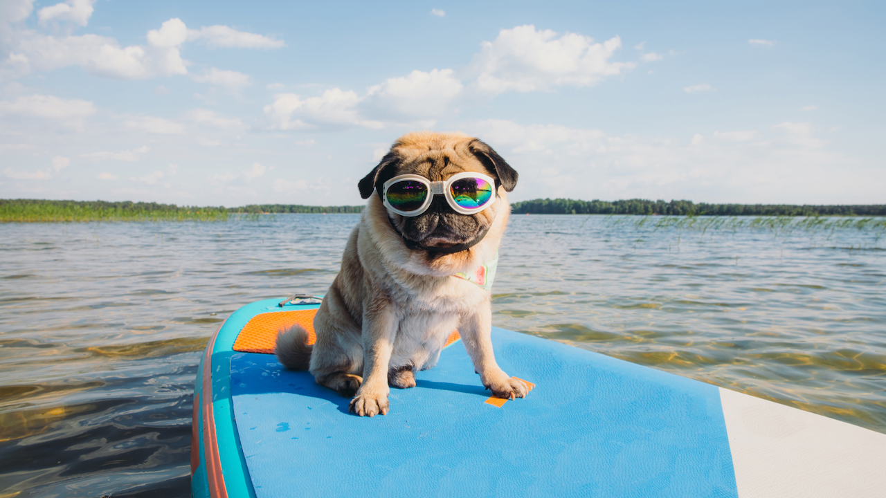 Does pet insurance cover heat stroke?