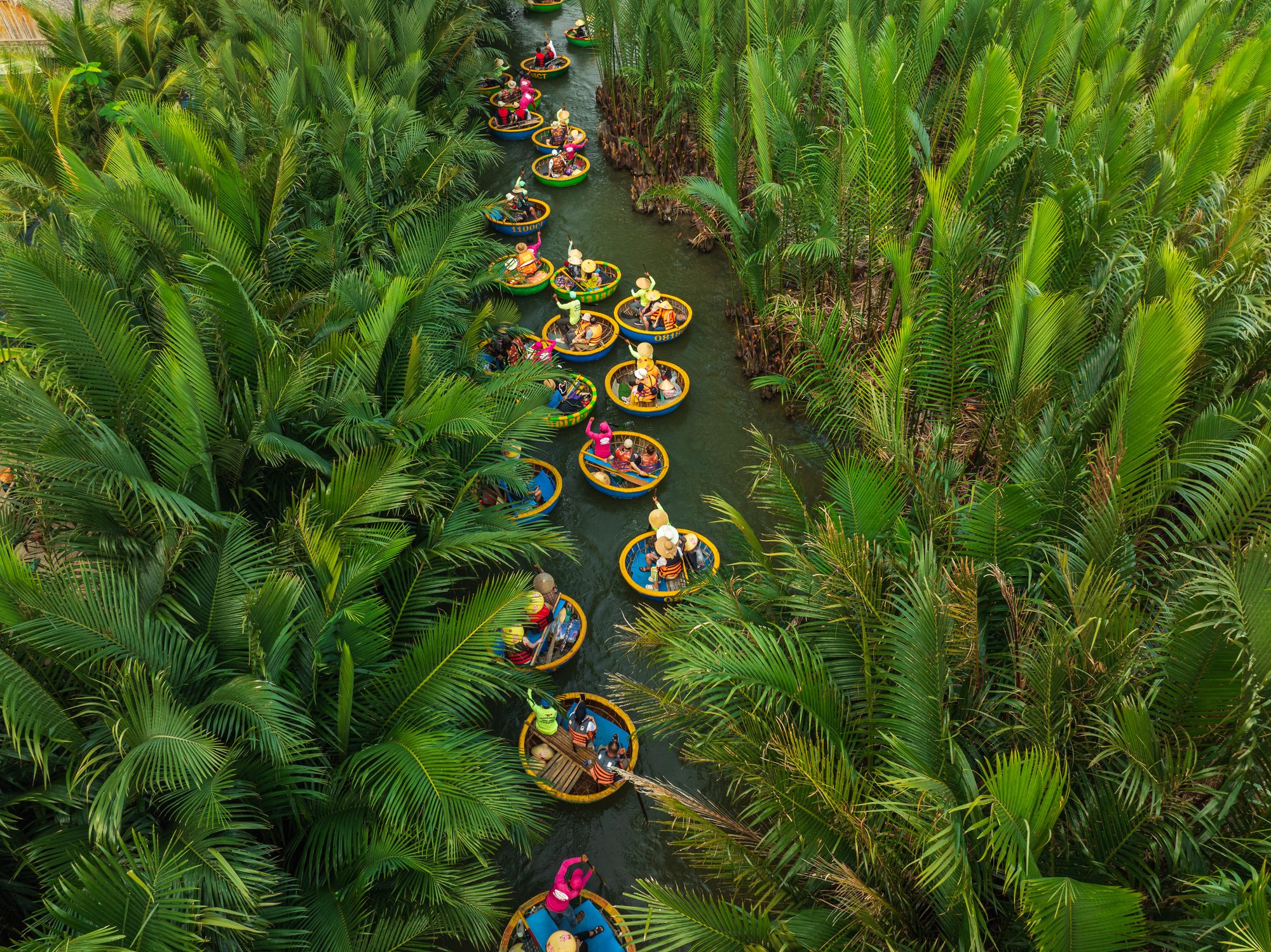 Arial view of basket boat tours in Bay Mau nipa palm forest, Hoi An, Quang Nam Province, central Vietnam